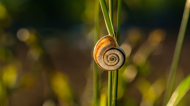 Close-up of snail on plant