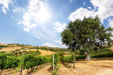 Fototapeta na wymiar Vineyards with grapevine and hilly tuscan landscape near winery along Chianti wine road in the summer sun, Tuscany Italy Europe