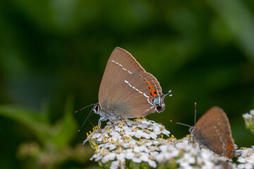 DE, RLP, Valwig, Mosel, 07.06.2022, Satyrium spini, Kreuzdorn-Zipfelfalter