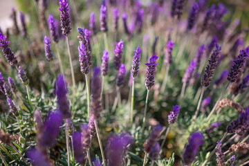 Lavandula or lavender flowers closeup. Mostly blurred flowery background