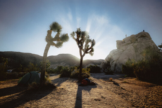 Ryan Campground in Joshua Tree, CA