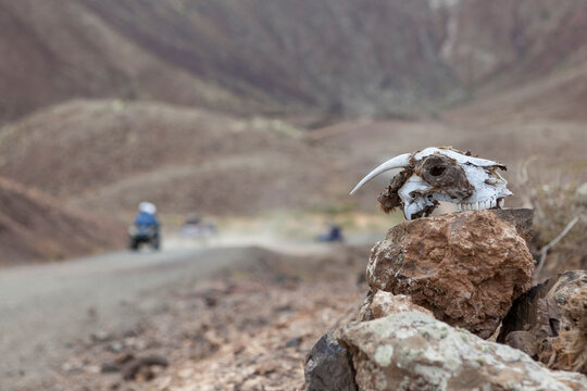 Goat's skull in a desert/volcanic landscape with some quad, buggy or motorized vehicle in the background
