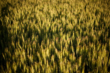 Wheat crops on the fertile farmland near Thule lake, CA.