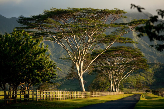 Moluccan albizia trees (Falcataria moluccana) line a plantation road on the island of Kauai, Hawaii, on Saturday, June 19, 2010.