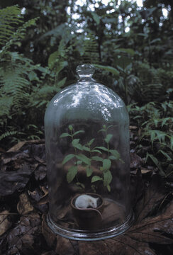 A bell jar with a mint plant and a mouse inside, Puerto Rico.
