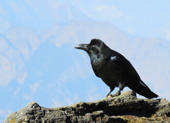 The large-billed crow, formerly referred to widely as the jungle crow, is a widespread Asian species of crow. Mountain crow.