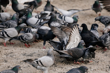 Obraz premium Flock of gray pigeons fight for food on dirty snow in winter day, birds peck at piece of bread and food crumbs in city center of Prague, pigeons sort things out and flap their wings, urban landscape