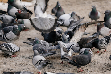 Fototapeta premium Flock of gray pigeons fight for food on dirty snow in winter day, birds peck at piece of bread and food crumbs in city center of Prague, pigeons sort things out and flap their wings, urban landscape