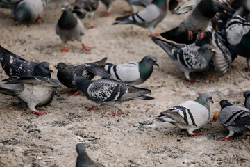 Fototapeta premium Flock of gray pigeons fight for food on dirty snow in winter day, birds peck at piece of bread and food crumbs in city center of Prague, pigeons sort things out and flap their wings, urban landscape