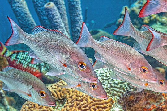 mutton snapper,Lutjanus analis,