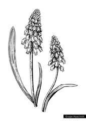 Muscari flower sketch in engraved style. Two flowering branch with buds and leaves. Black contoured grape hyacinth. Botanical vector illustration of spring woodland plant isolated on white background - obrazy, fototapety, plakaty