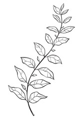 Hand drawn of wild herb. Black outline plant drawing isolated on white background.