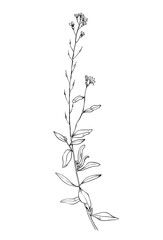 Fototapeta na wymiar Hand drawn of wild herb. Black outline plant drawing isolated on white background.