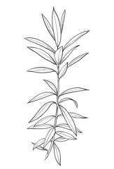 Hand drawn of wild herb. Black outline plant drawing isolated on white background.