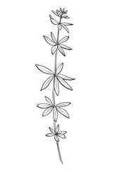 Hand drawn of wild herb. Black outline plant drawing isolated on white background.