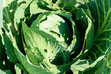 Green cabbage leaves eaten by aphids pests or insects.
