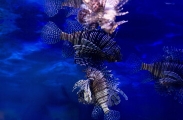 Red lionfish, underwater marine life. Dive