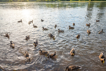 a lot of wild ducks swim near the shore in the lake, splashing, selective focus