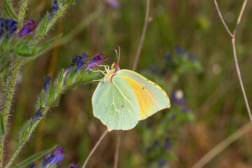 FR, Provence, Grambois, 21.06.2022, Gonepteryx cleopatra, Mittelmeer-Zitronenfalter, Zitronenfalter