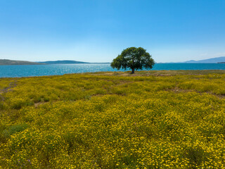 Fototapeta premium Single tree in yellow daisies field
