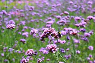 Lavender field in full bloom with vibrant purple flowers and lush green grass, Lavender field in full bloom with vibrant purple flowers and lush green grass.