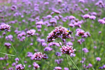 A blooming lavender field with vibrant purple flowers stretching across a meadow in the beauty of nature