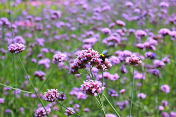 Purple Verbena flowers with bumblebee in the field.