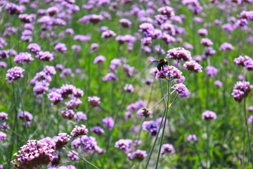 The Verbena Flower and black bee, verbena is a Beautiful Perennial Plant That Blooms in Pots and Summer Planters, field of flowers