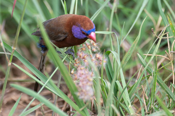 Granatina granatina - Violet-eared Waxbill - Cordonbleu grenadin