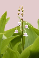 Poster Pink lily of the valley of May. Convallaria majalis. Isolated. © Irina