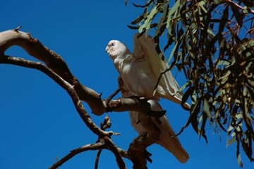 bird in a tree