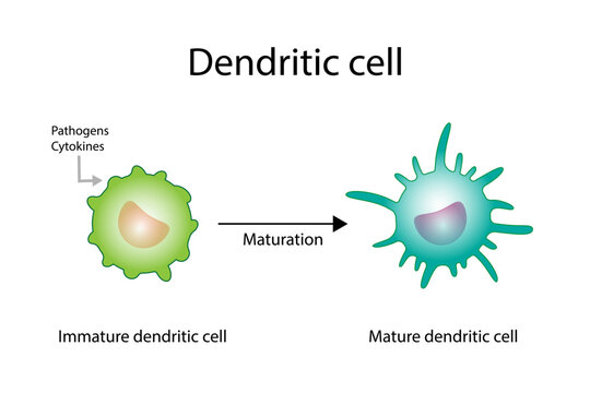 Dendritic cell is an antigen-presenting cells. Cells of immune system.  Maturation from Immature to Mature dendritic cells. Scientific design. Vector illustration.