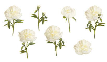 White Peonies picture, flowers clipart isolated on white. Png illustration with transparent background. © yuslept