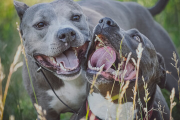 american staffordshire terrier