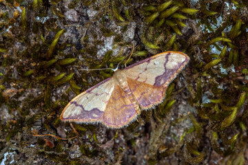 FR, Provence, Grambois, 22.06.2022, Idaea ostrinaria