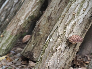 シイタケの原木栽培