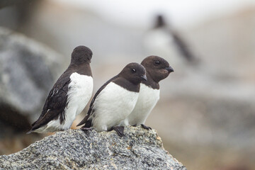 Little auk roosting on their rocky nests in Svalbard, Arctic 	