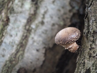 小さなシイタケ