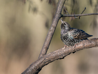 Starling Spotted Bird Preparing to Take Off From Tree Branch