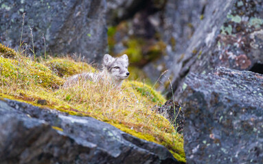 Arctic Fox cub running around on the tundra in the Arctic, Svalbard.
