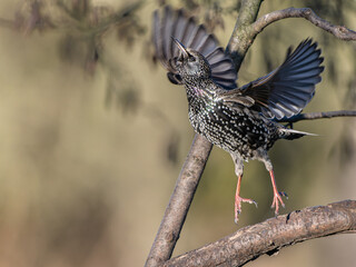 Starling Bird Taking Off in Flight From Tree with Blurred Wings