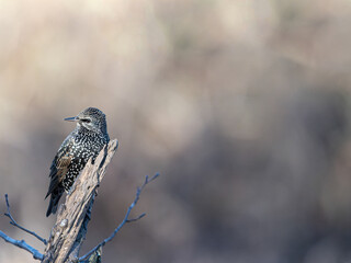 Common Starling Perched on a Branch with Diffused Backlight and Space