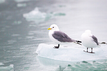 Kittiwakes resting on the floating glacial ice in the Arctic Ocean	