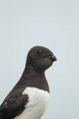 Little auk roosting on their rocky nests in Svalbard, Arctic 	