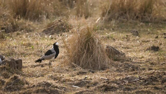 a blacksmiths lapwing sits on the ground among the tall grasses of the savannah and extends its wing. Close up shot