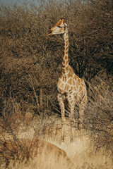 Einzelne Giraffe (Giraffa giraffa) steht im trockenen Buschland, Omatozu, Namibia