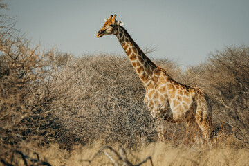 Einzelne Giraffe (Giraffa giraffa) steht im trockenen Buschland, Omatozu, Namibia