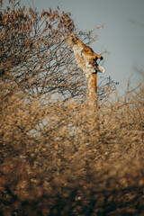Close Up - Giraffe (Giraffa giraffa) frisst in der ausgedorrten Krone eines Kameldorn-Baums,...