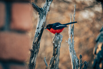Aufgeplusterter Rotbauchwürger (Laniarius atrococcineus) am frühen Morgen auf einem verdorrten Ast hockend, Namibia