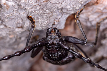 FR, Provence, Grambois, 23.06.2022, Großer Eichenbock, Heldbock, Cerambyx cerdo
